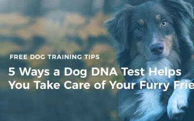 5 Ways a Dog DNA Test Helps You Take Care of Your Furry Friend