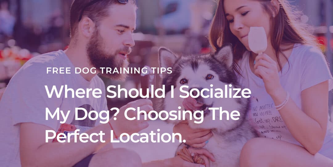 Where Should I Socialize My Dog?