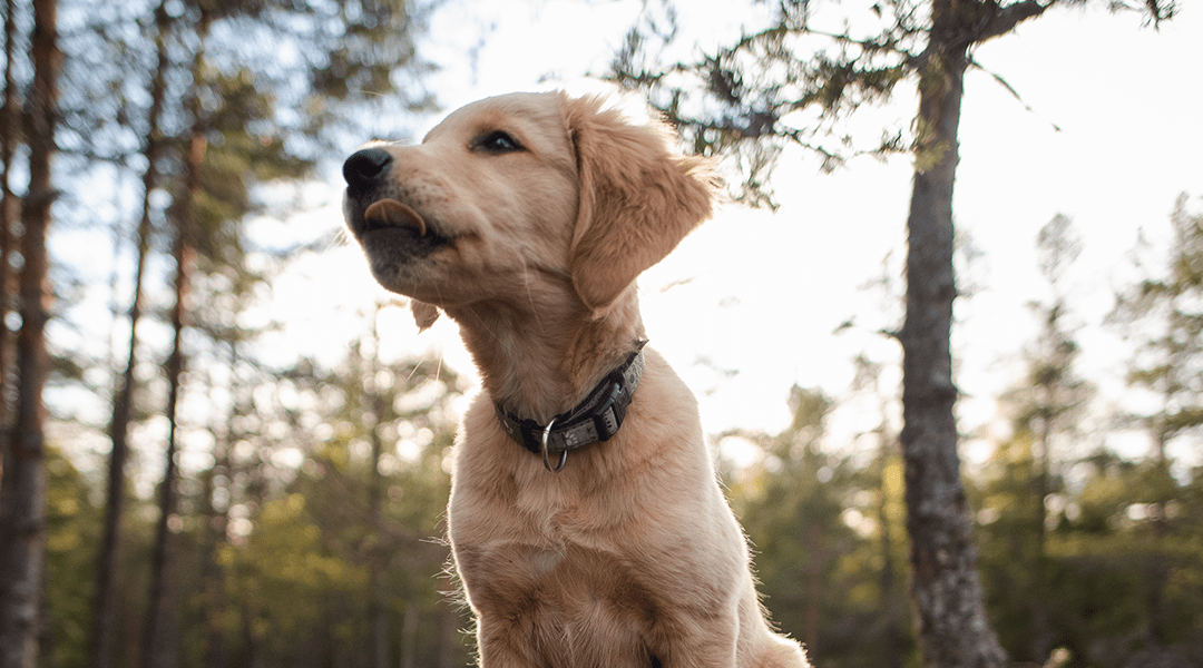 5 Ways Puppy Training Sets You Up For Years Of Happiness