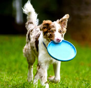 Dog playing with toy on exerciser